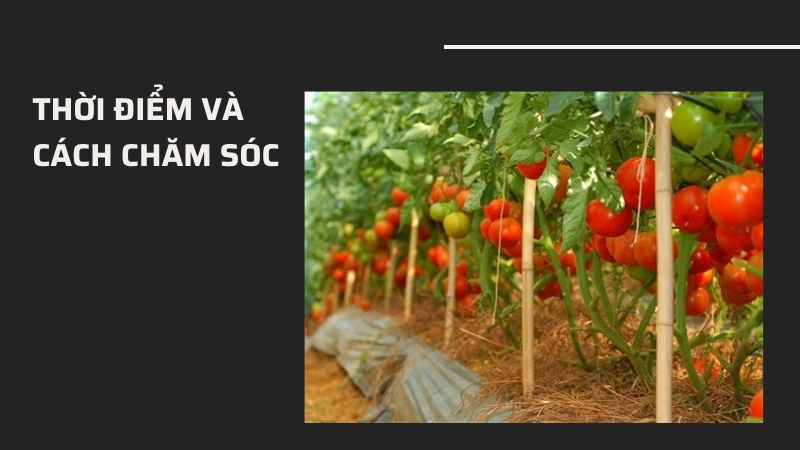 Kỹ thuật chăm sóc giúp cà chua chín sớm và mọng nước