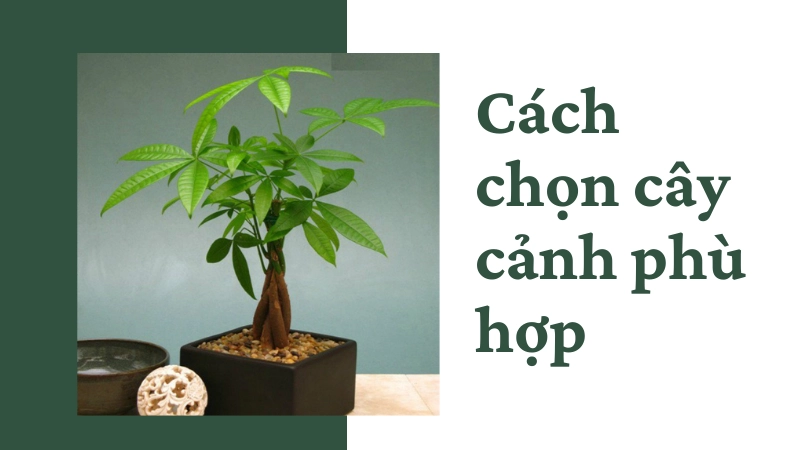 Lựa chọn các loại cây cảnh để bàn phù hợp không gian nhỏ