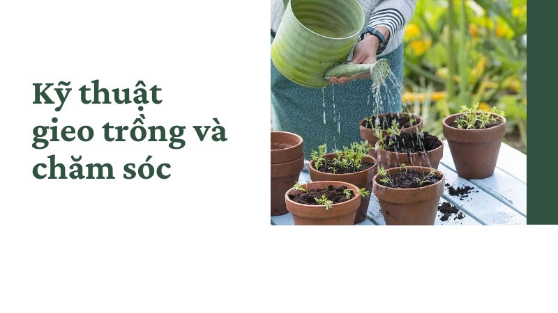 Kỹ thuật tưới nước đúng cách giúp cây phát triển xanh tốt