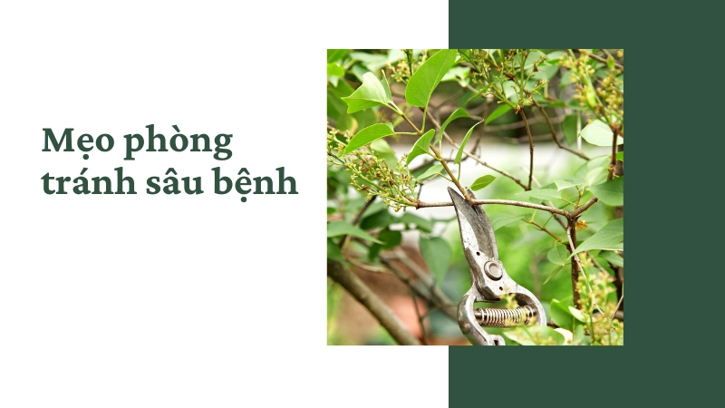 Cắt tỉa cành lá hư hại để ngăn ngừa sâu bệnh lây lan