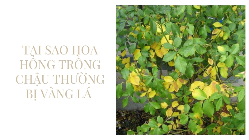 Tại sao hoa hồng trồng chậu thường bị vàng lá và chết