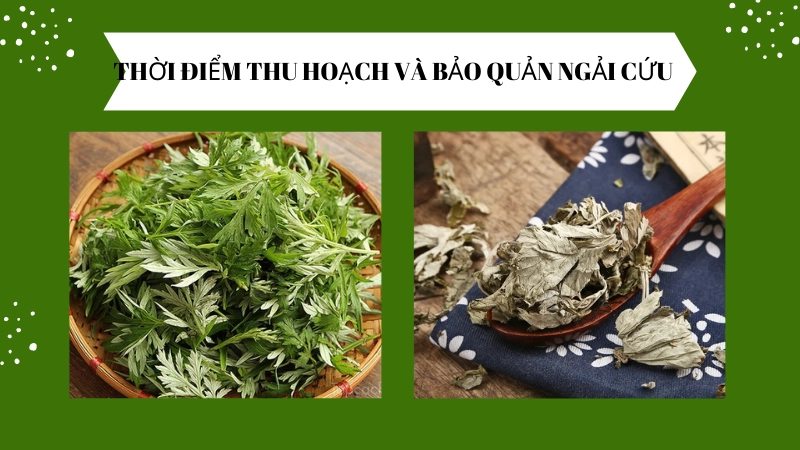Phương pháp thu hoạch và bảo quản ngải cứu khô dùng quanh năm