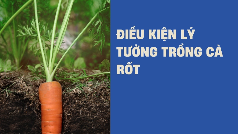 Điều kiện cần thiết để cà rốt phát triển tốt