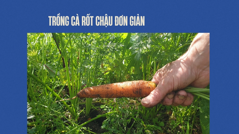 Cách trồng cà rốt trong chậu dễ thu hoạch