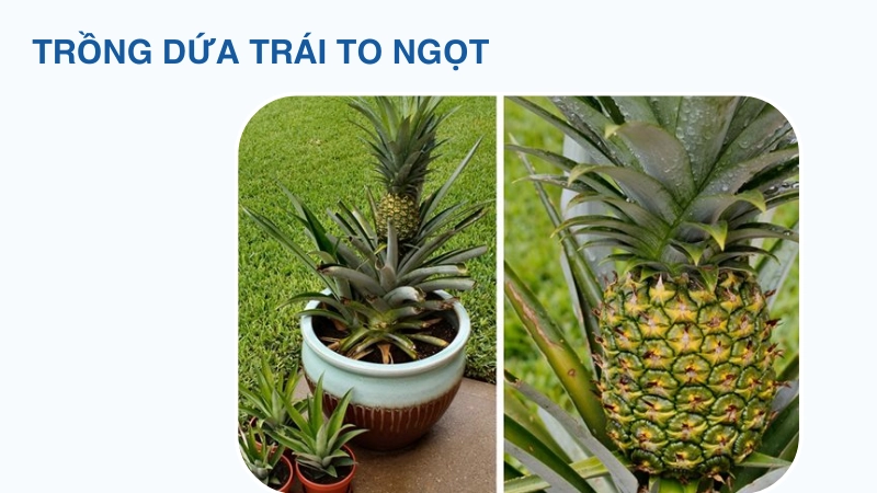 Cách trồng dứa cho trái to, ngọt tự nhiên đạt chuẩn