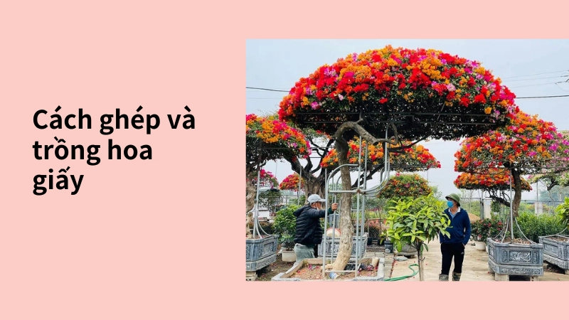 Kỹ thuật ghép cây cách trồng hoa giấy ngũ sắc