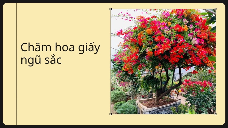 Chăm sóc đúng cách trồng hoa giấy ngũ sắc rực rỡ