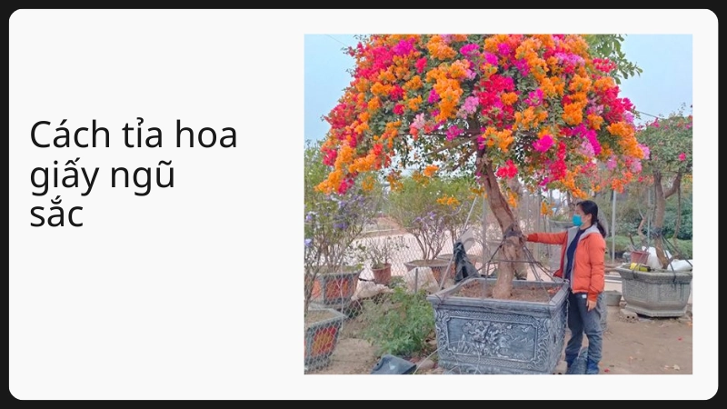 Mẹo cắt tỉa cho cách trồng hoa giấy ngũ sắc ra hoa