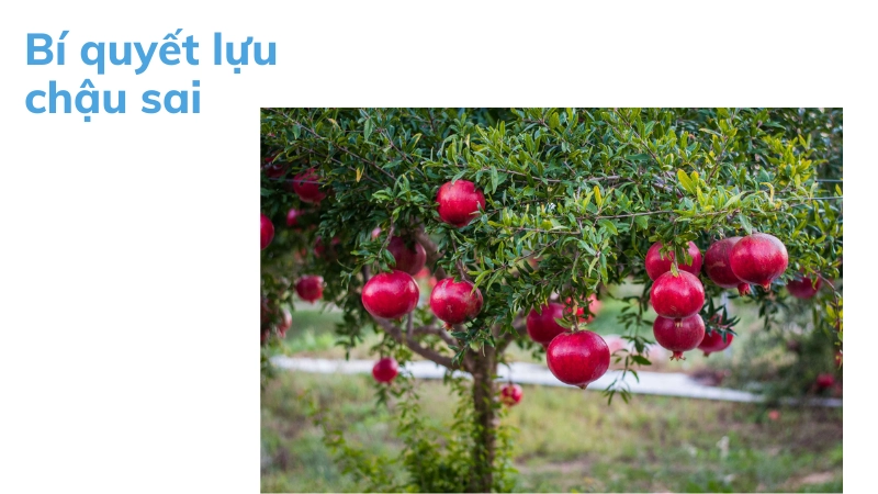 Kỹ thuật chăm sóc lựu đỏ trong chậu vẫn sai trĩu quả