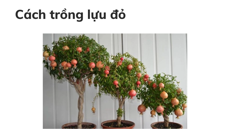 Chi tiết cách trồng lựu đỏ tại nhà đơn giản, hiệu quả