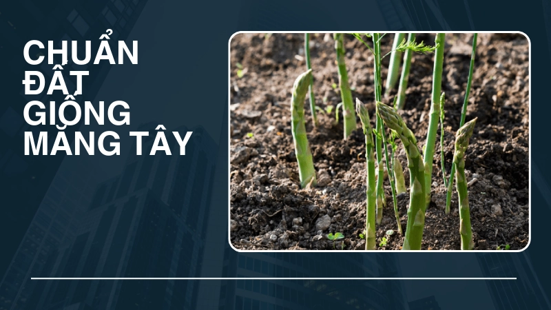 Chuẩn bị đất và hạt giống măng tây cho tỷ lệ nảy mầm cao