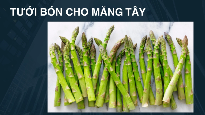 Chế độ tưới tiêu và phân bón giúp măng tây xanh tốt