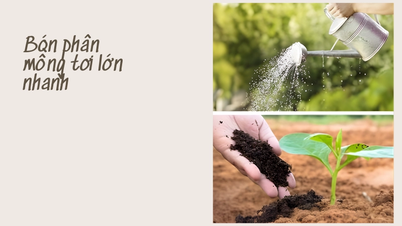 Bí kíp bón phân cho mồng tơi nhanh lớn