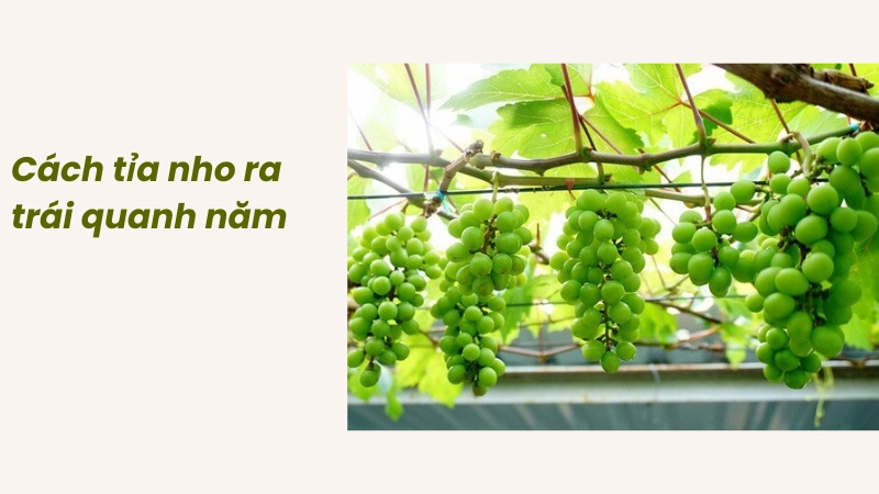 Kỹ thuật cắt tỉa cành nho ra trái quanh năm