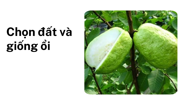 Chọn đất và cây giống ổi lê đài loan
