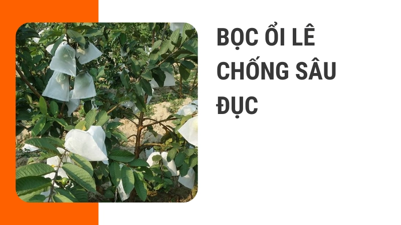 Cách bọc quả ổi lê tránh sâu đục trái