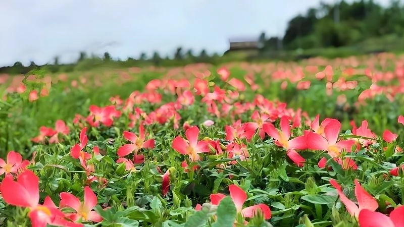 Bí quyết bón phân giúp củ sâm phát triển vượt trội