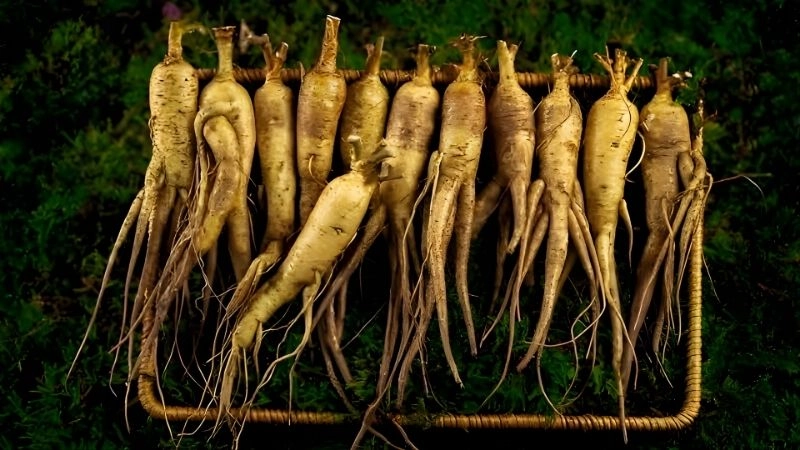 Phòng trừ sâu bệnh và thời điểm thu hoạch lý tưởng